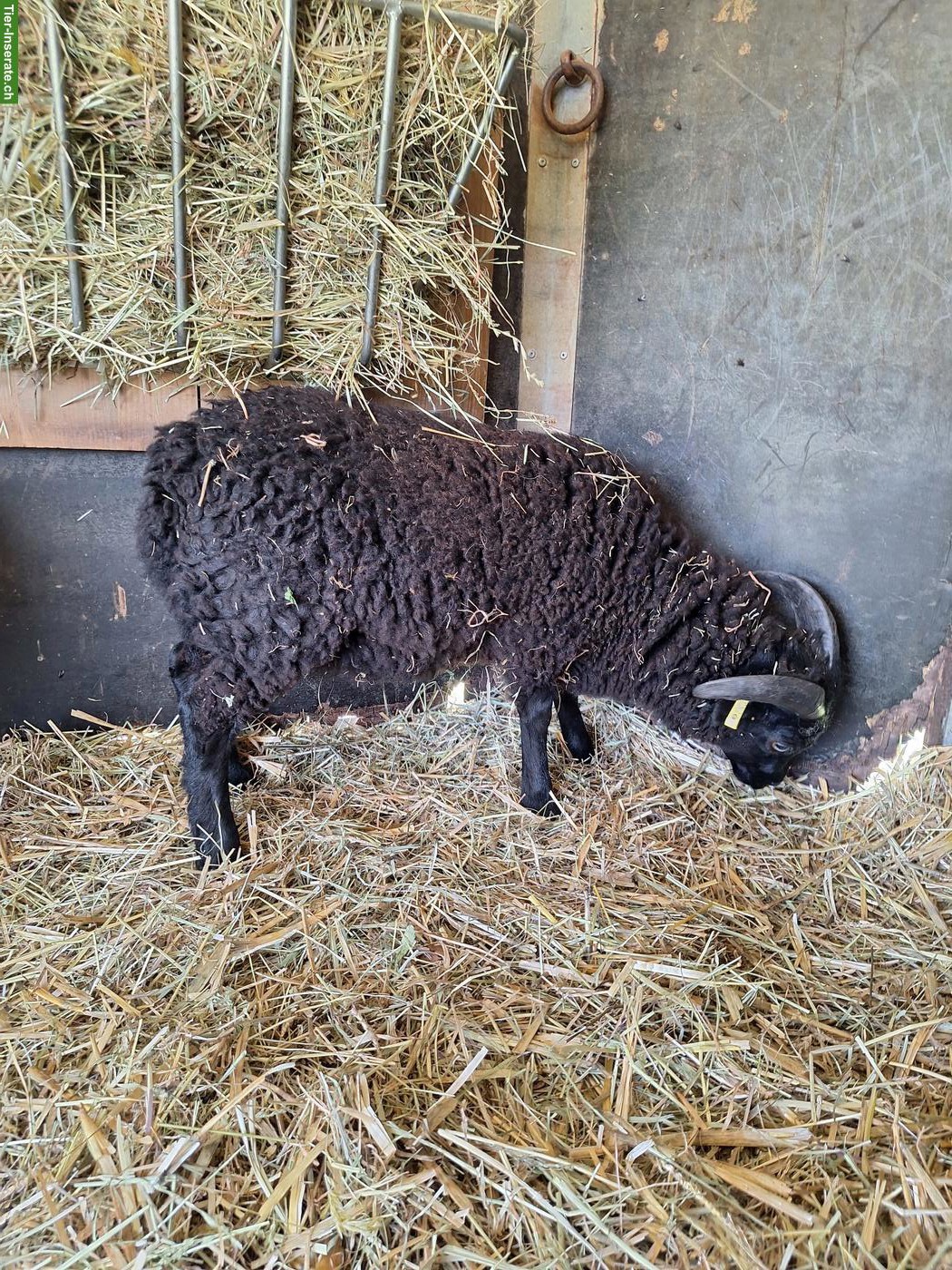 Bild 7: 2 junge Ouessant Bocklämmer, schwarz