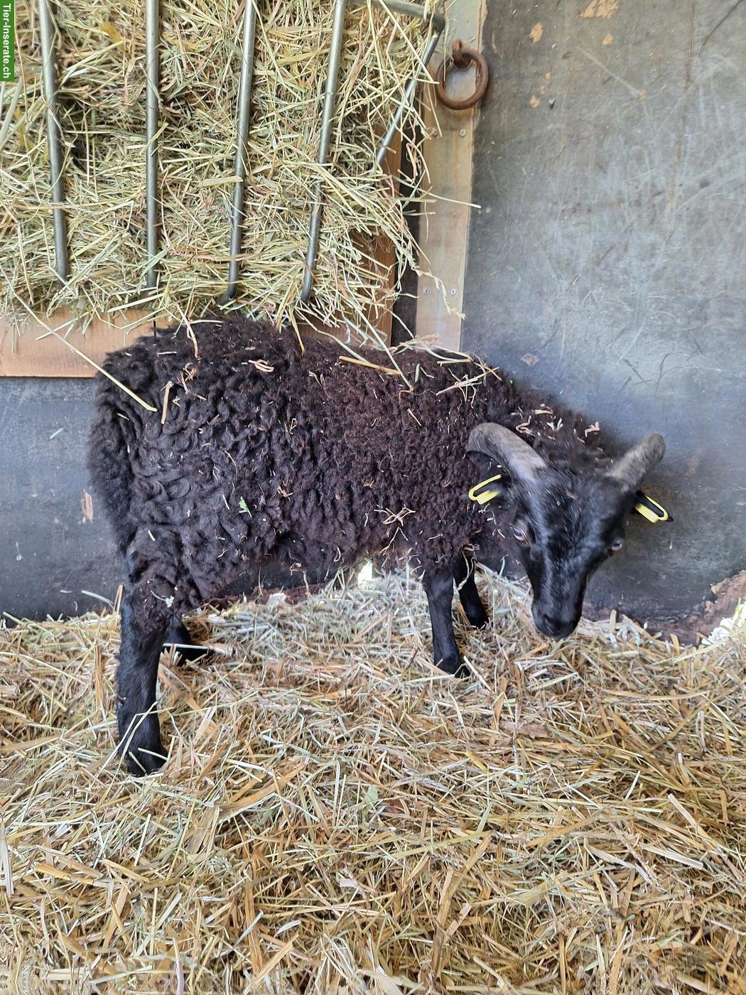 Bild 8: 2 junge Ouessant Bocklämmer, schwarz