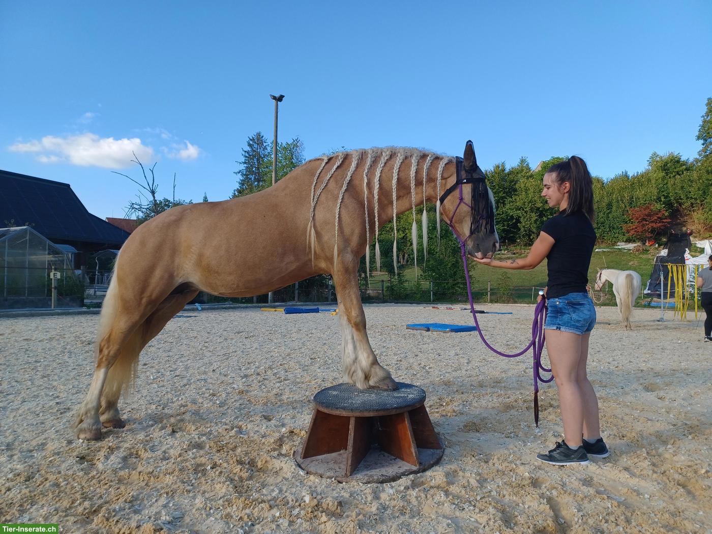 Reiterin sucht Pferd im Raum Säuliamt