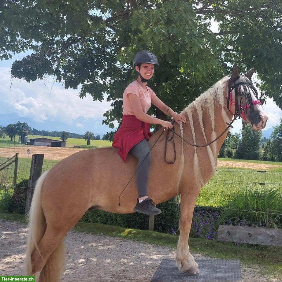 Bild 2: Reiterin sucht Pferd im Raum Säuliamt