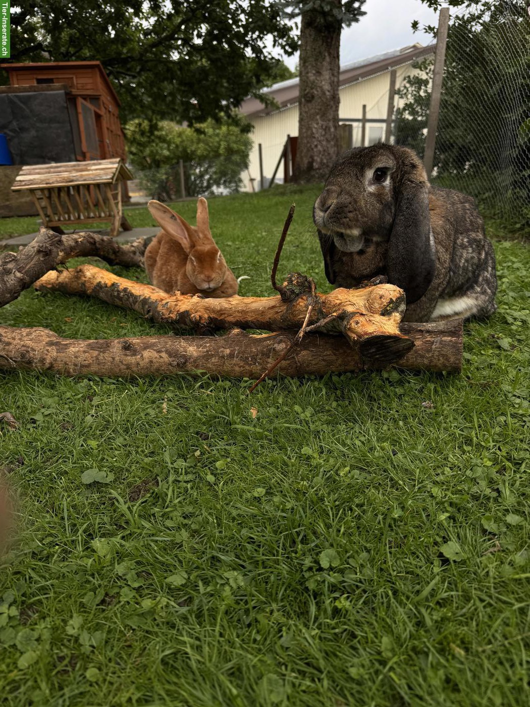 Bild 3: Schöne Rexkaninchen Zippe sucht neues Zuhause