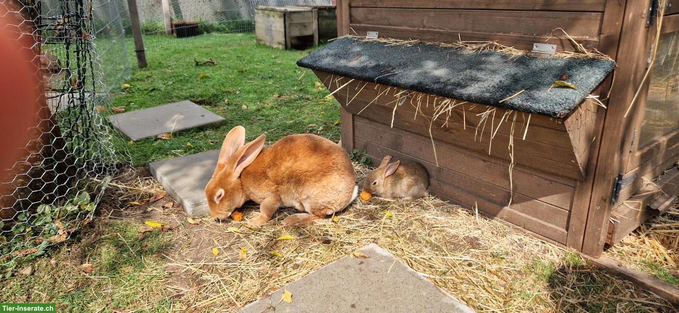 Bild 4: Schöne Rexkaninchen Zippe sucht neues Zuhause