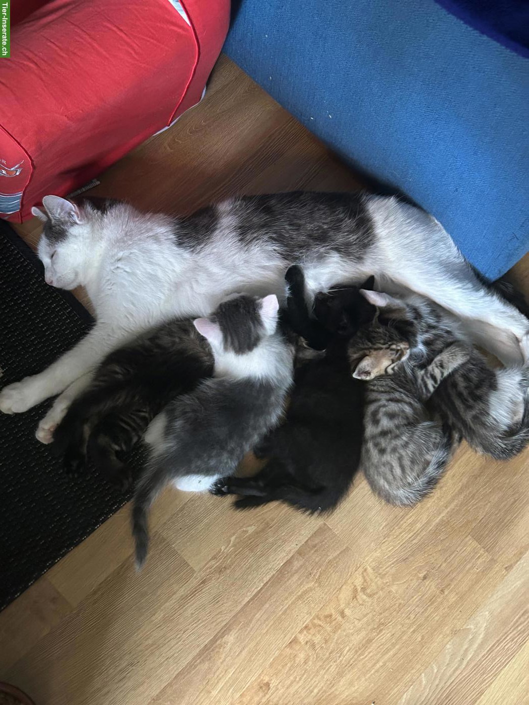 Süsse Kitten suchen liebevolles Zuhause 🐾