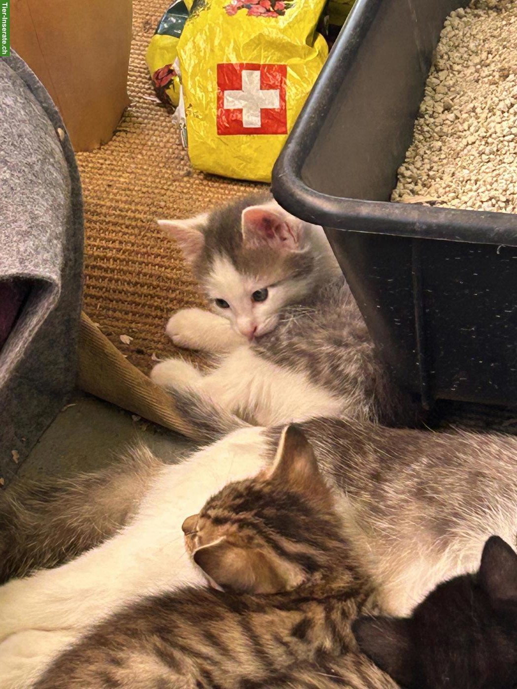 Bild 3: Süsse Kitten suchen liebevolles Zuhause 🐾