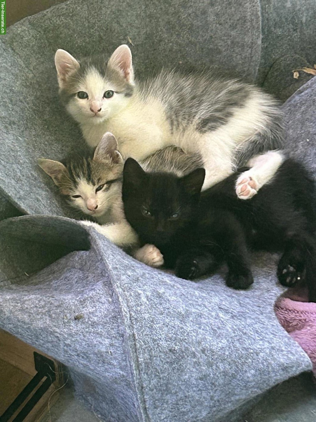 Bild 4: Süsse Kitten suchen liebevolles Zuhause 🐾