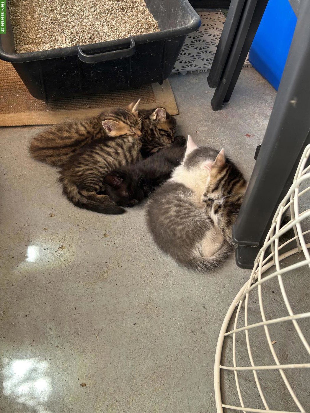 Bild 5: Süsse Kitten suchen liebevolles Zuhause 🐾