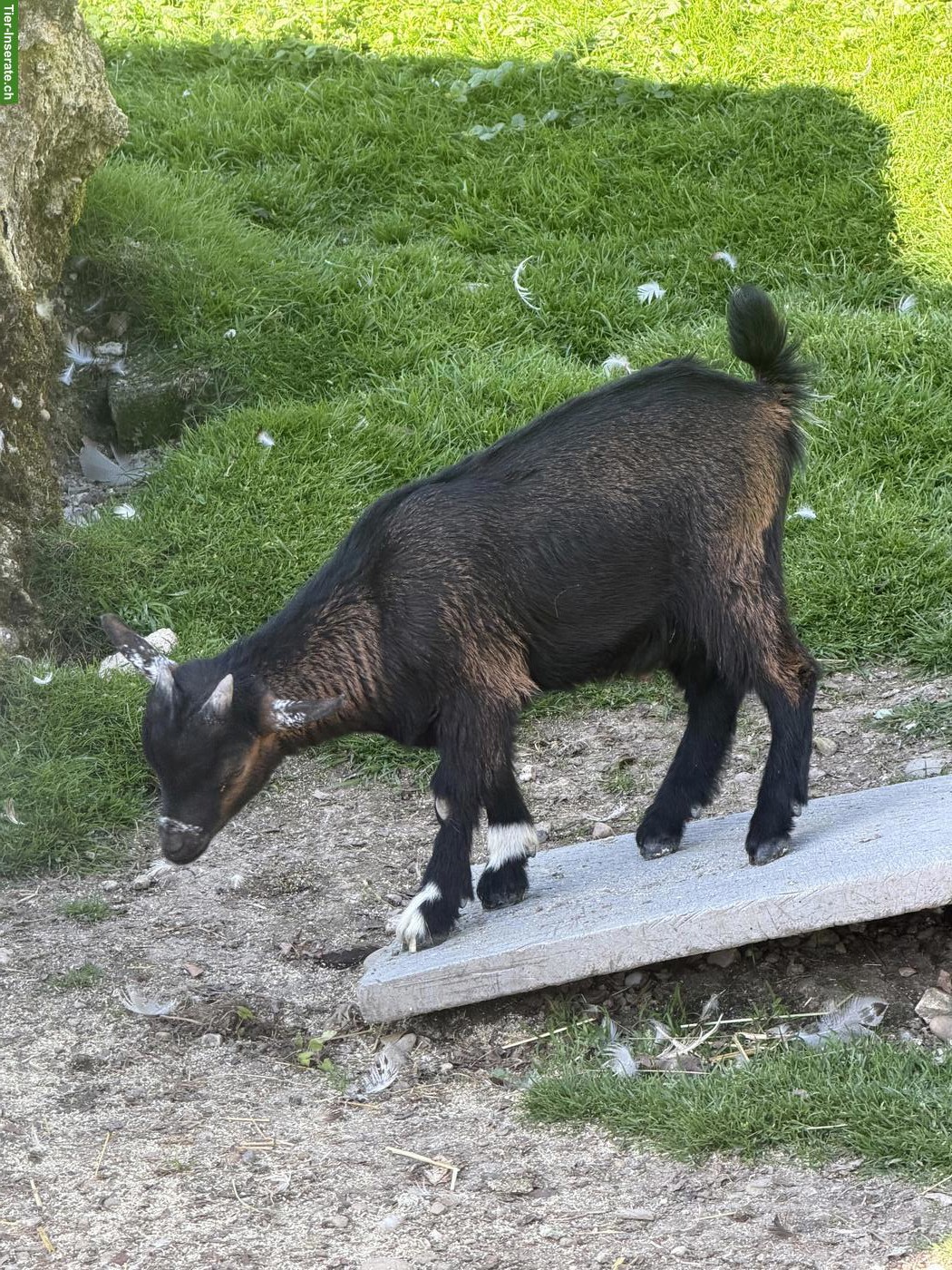 Bild 3: Junge Zwerggeiss-Böckli abzugeben