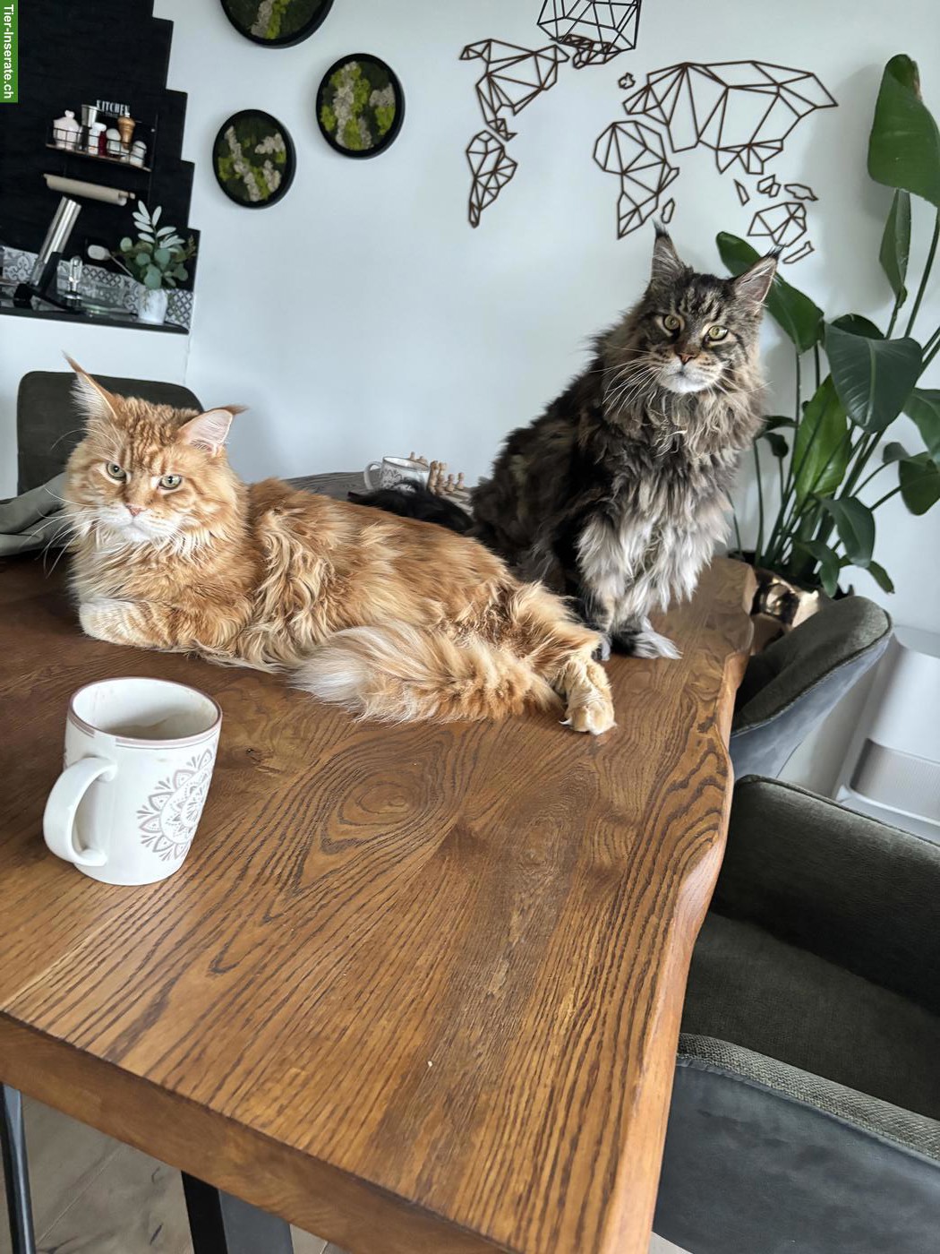 Süsses Maine Coon Katzenpaar sucht neues Zuhause
