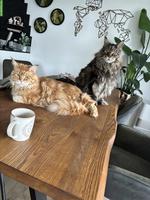 Süsses Maine Coon Katzenpaar sucht neues Zuhause