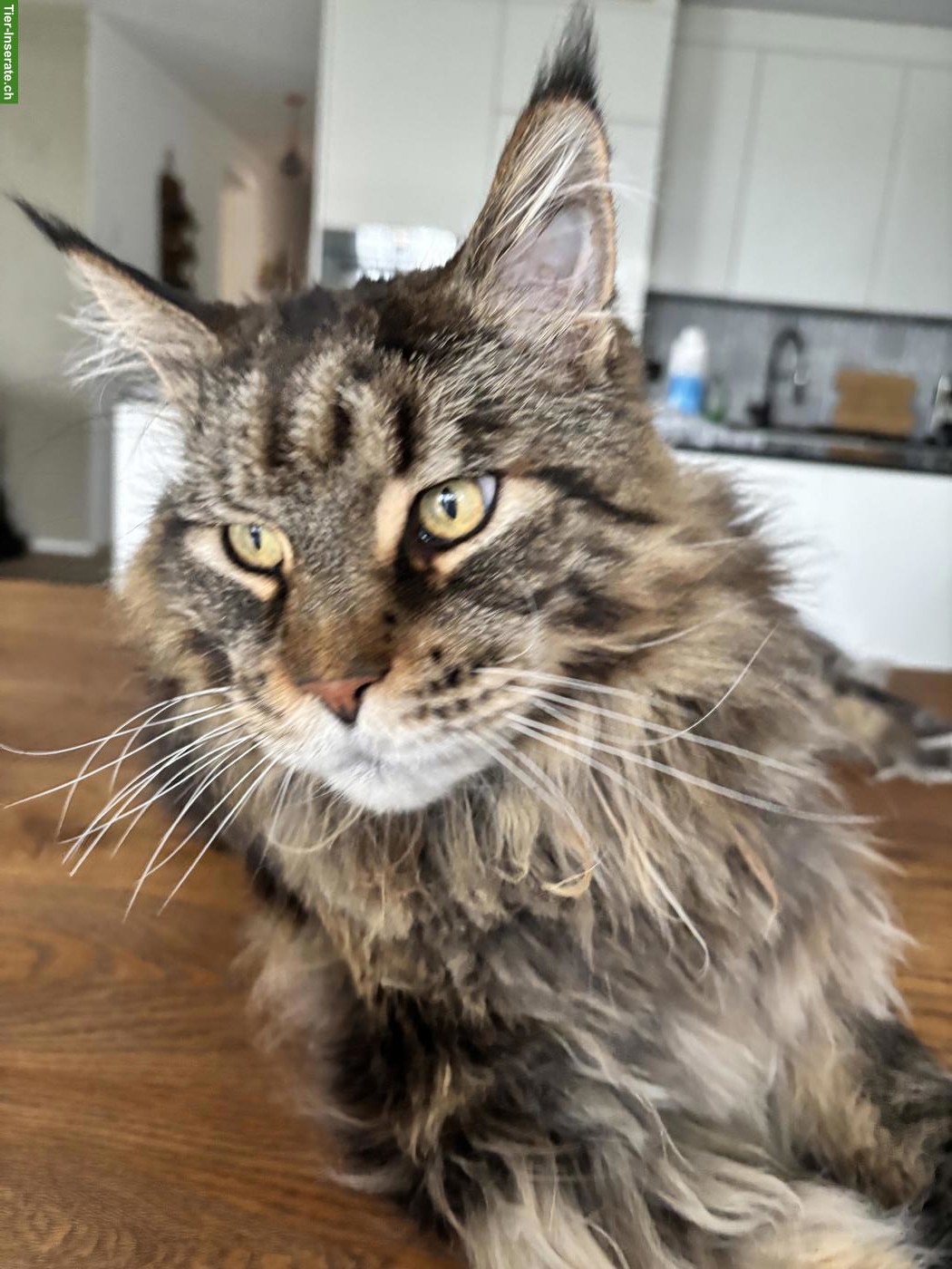 Bild 2: Süsses Maine Coon Katzenpaar sucht neues Zuhause