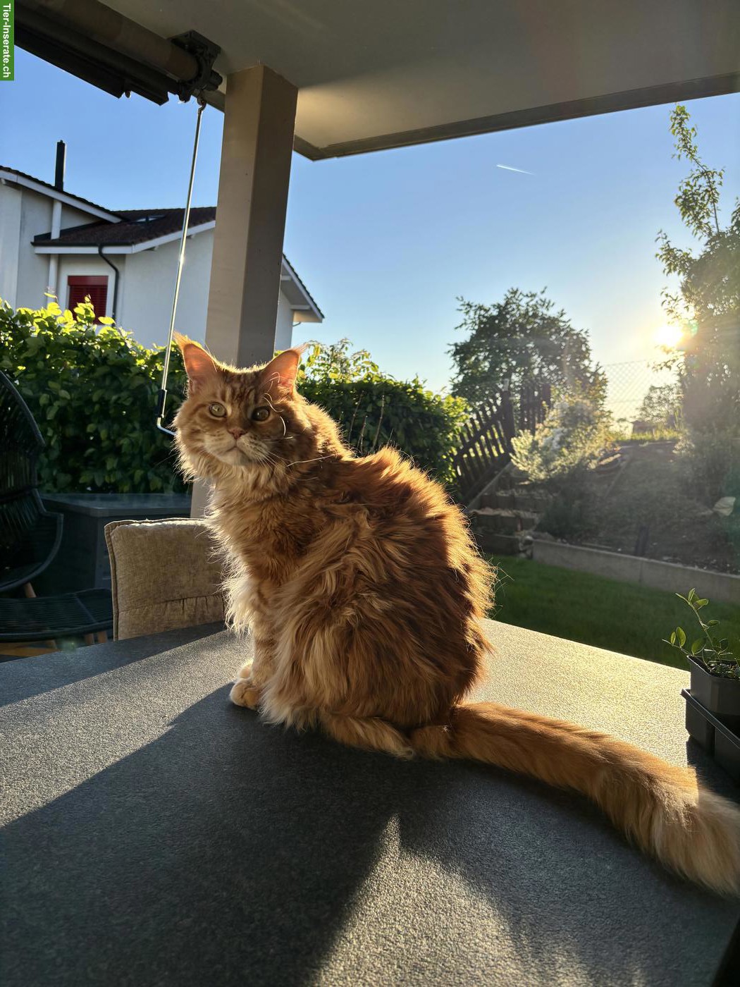 Bild 3: Süsses Maine Coon Katzenpaar sucht neues Zuhause