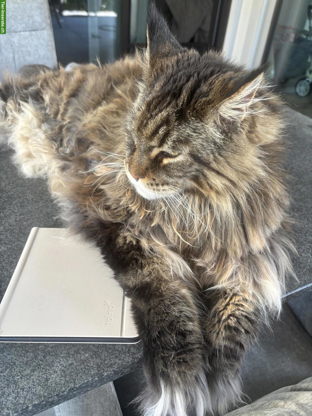 Bild 4: Süsses Maine Coon Katzenpaar sucht neues Zuhause