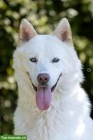 Odin, der wunderbare Siberian Husky-Prinz
