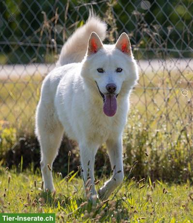Bild 2: Odin, der wunderbare Siberian Husky-Prinz