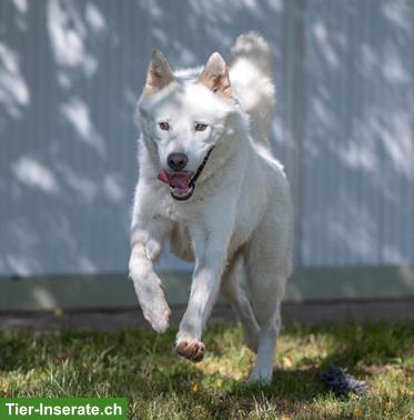 Bild 3: Odin, der wunderbare Siberian Husky-Prinz