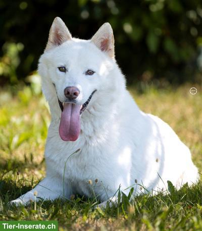 Bild 4: Odin, der wunderbare Siberian Husky-Prinz