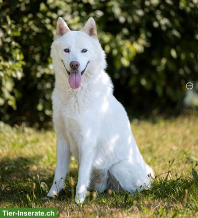 Bild 5: Odin, der wunderbare Siberian Husky-Prinz