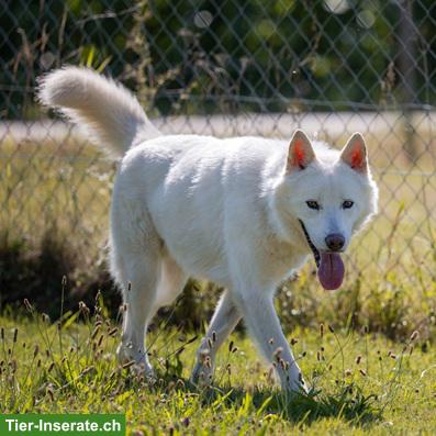 Bild 6: Odin, der wunderbare Siberian Husky-Prinz