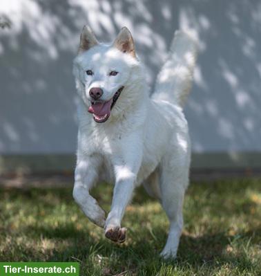 Bild 7: Odin, der wunderbare Siberian Husky-Prinz