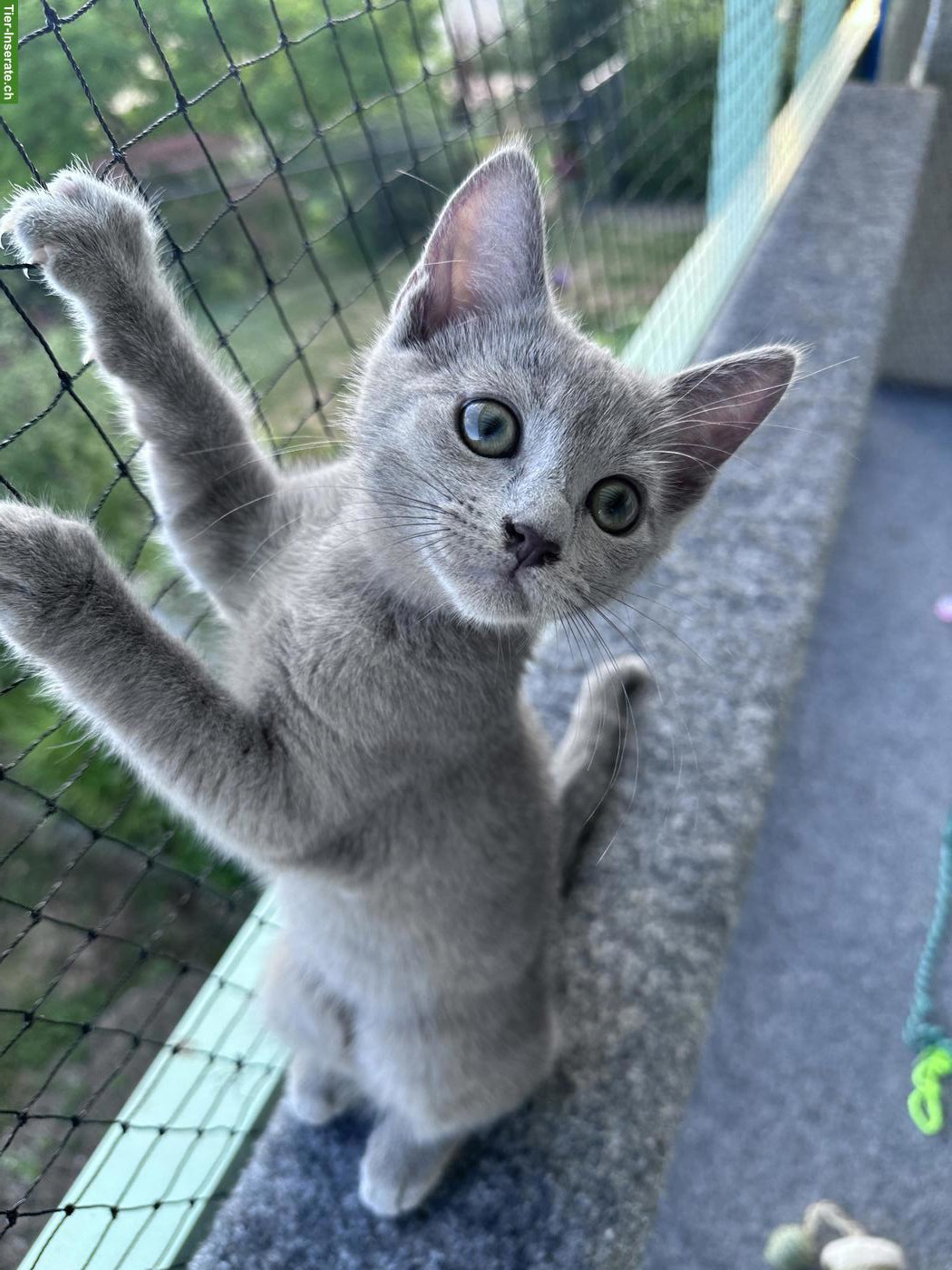 Russisch Blau Kitten (Kater) sucht Für-immer-Zuhause