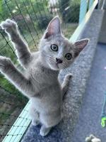 Einzigartiges Russisch Blau Kitten (Kater)