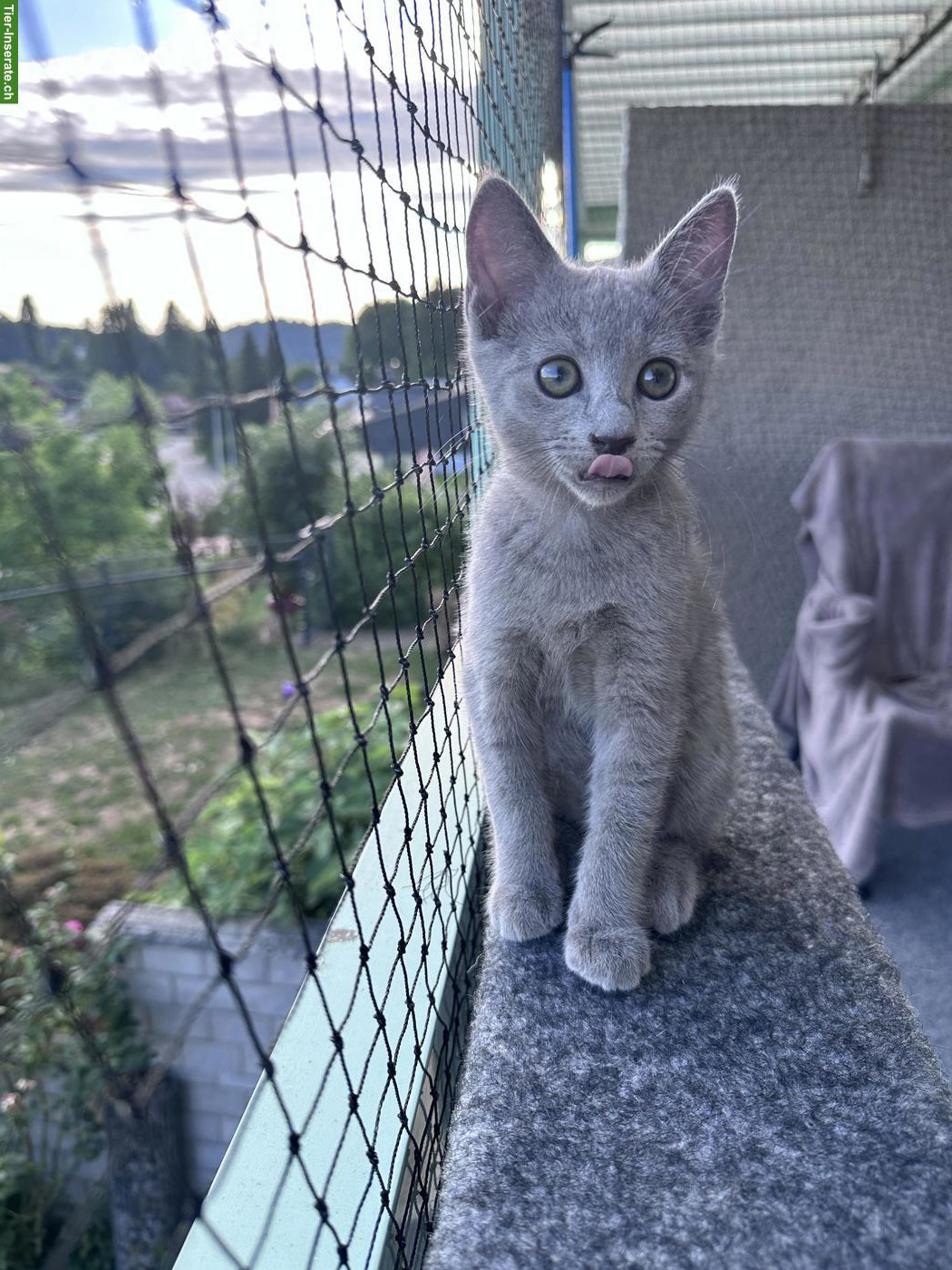 Bild 2: Russisch Blau Kitten (Kater) sucht Für-immer-Zuhause