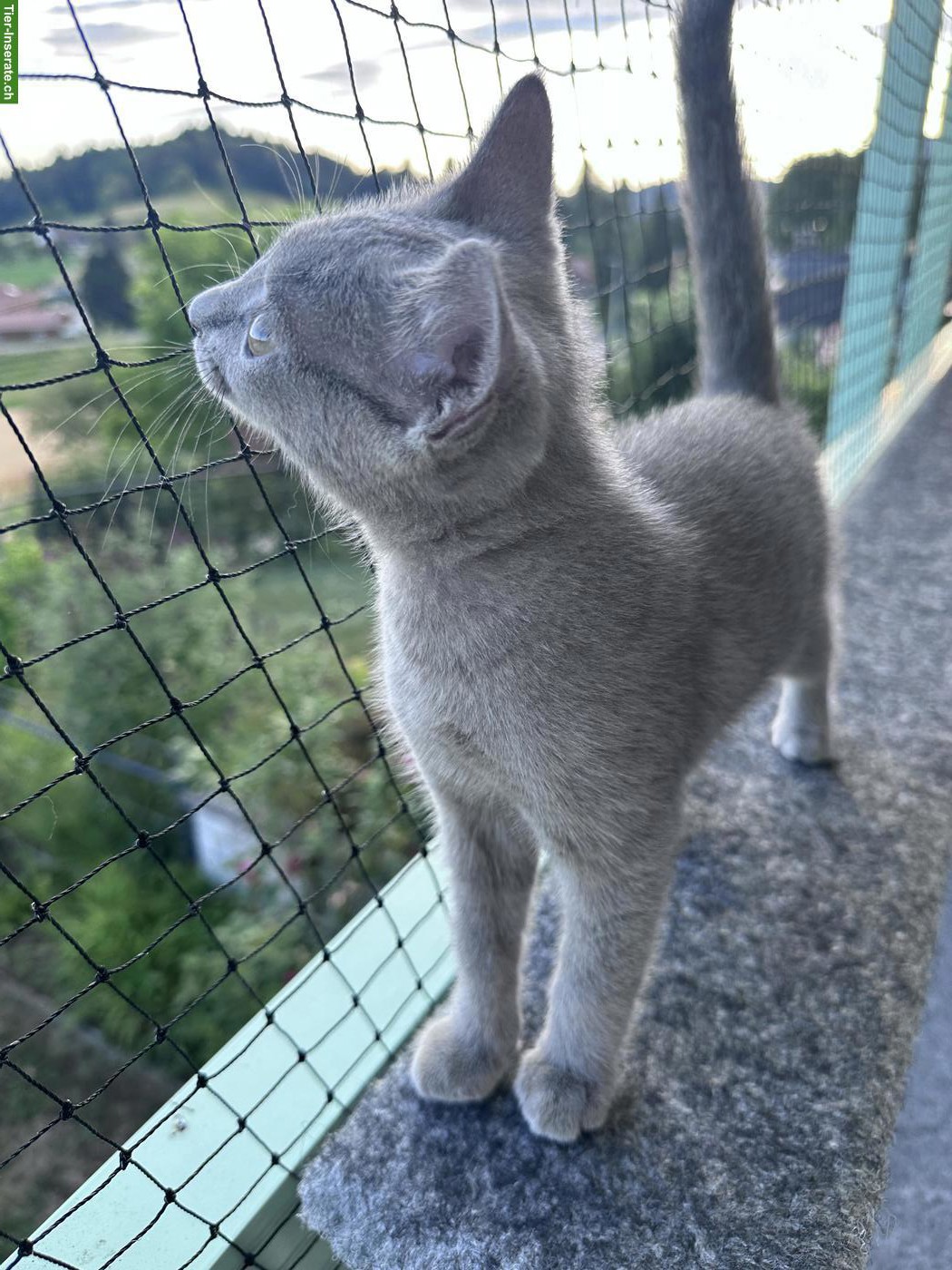 Bild 3: Russisch Blau Kitten (Kater) sucht Für-immer-Zuhause