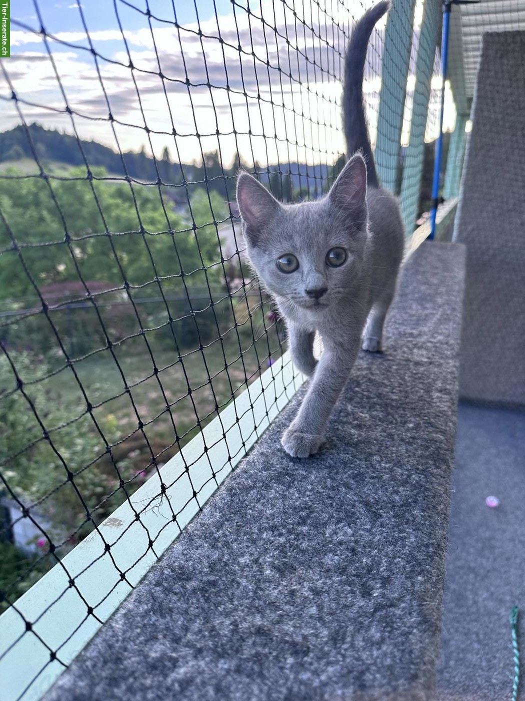 Bild 4: Russisch Blau Kitten (Kater) sucht Für-immer-Zuhause