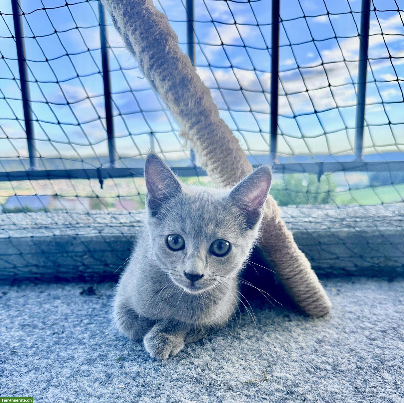 Bild 5: Russisch Blau Kitten (Kater) sucht Für-immer-Zuhause