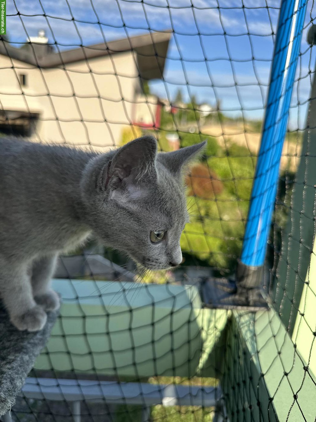 Bild 6: Russisch Blau Kitten (Kater) sucht Für-immer-Zuhause