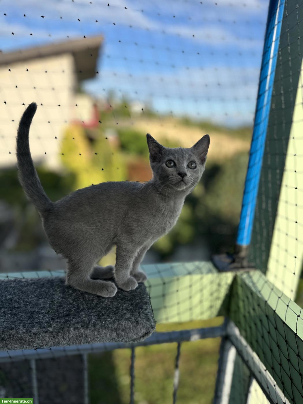 Bild 7: Russisch Blau Kitten (Kater) sucht Für-immer-Zuhause