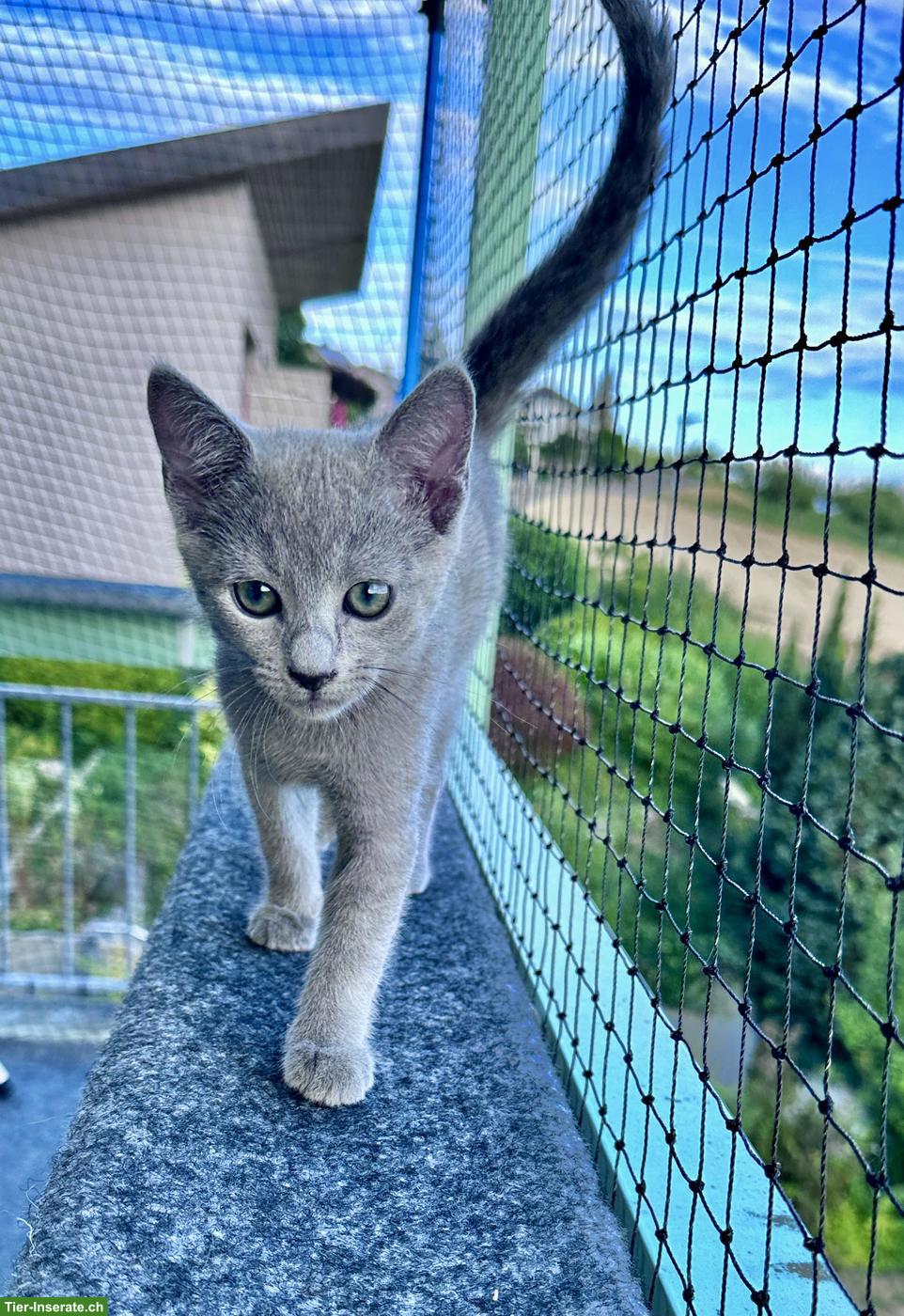 Bild 8: Russisch Blau Kitten (Kater) sucht Für-immer-Zuhause