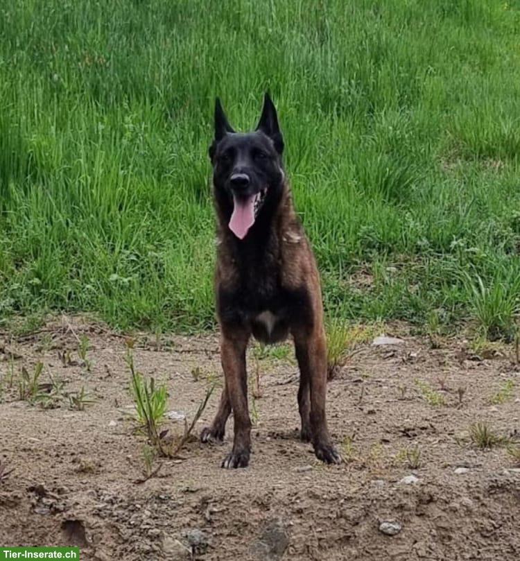 Bucky, der anhängliche Malinois-Prinz, bald 5-jährig