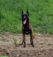 Bucky, der anhängliche Malinois-Prinz, bald 5-jährig
