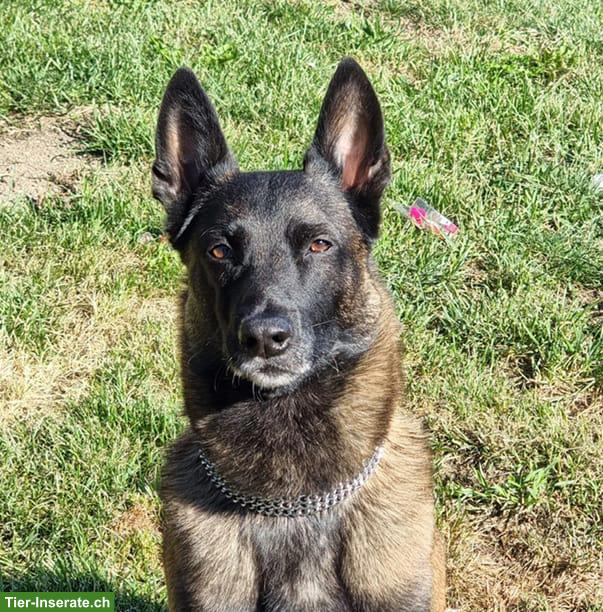 Bild 2: Bucky, der anhängliche Malinois-Prinz, bald 5-jährig