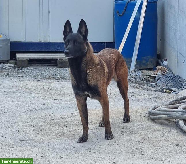 Bild 3: Bucky, der anhängliche Malinois-Prinz, bald 5-jährig