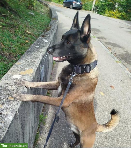 Bild 4: Bucky, der anhängliche Malinois-Prinz, bald 5-jährig