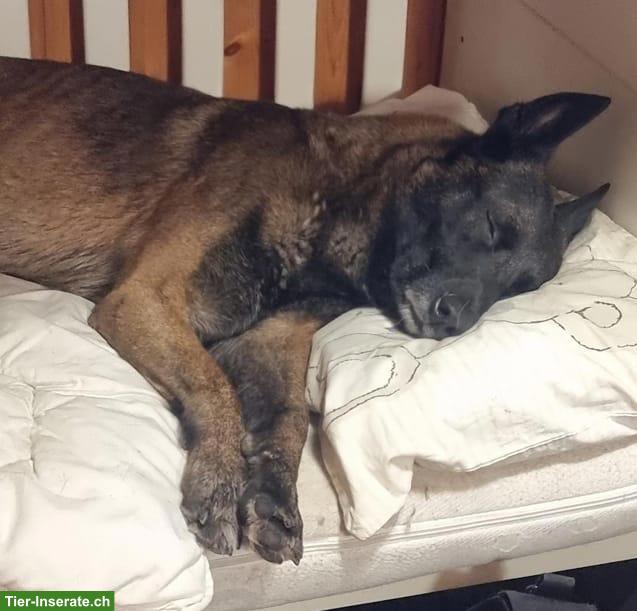 Bild 5: Bucky, der anhängliche Malinois-Prinz, bald 5-jährig