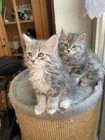 2 Reinrassige Sibirische Kitten, männlich zu verkaufen