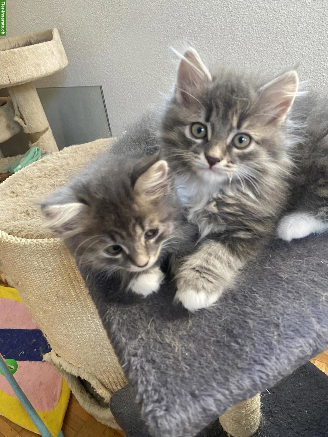 Bild 2: 2 Reinrassige Sibirische Kitten, männlich zu verkaufen