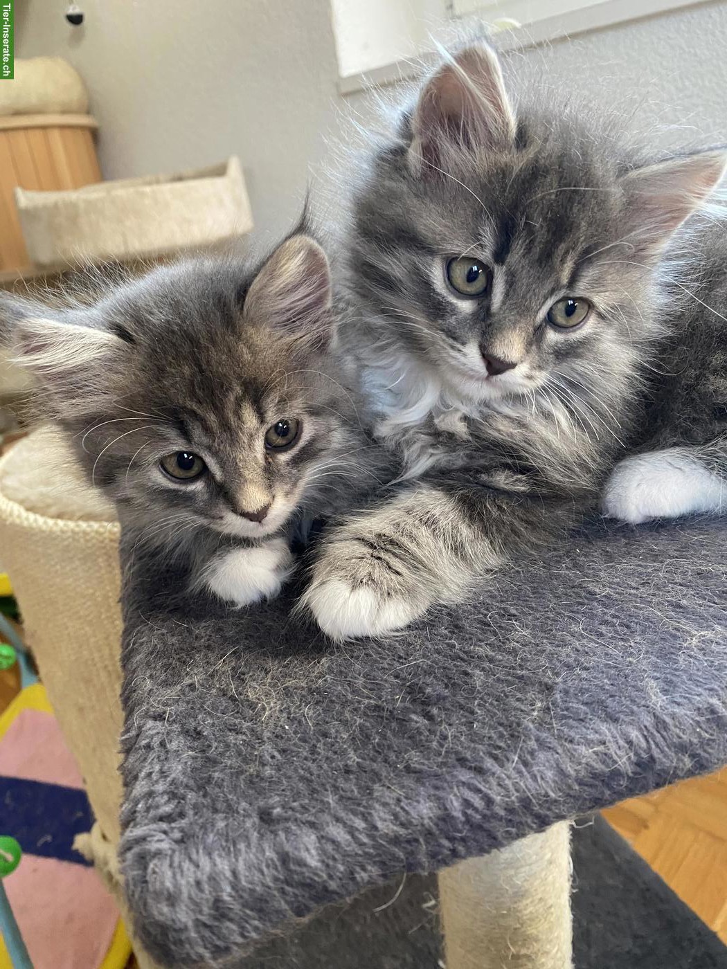Bild 3: 2 Reinrassige Sibirische Kitten, männlich zu verkaufen