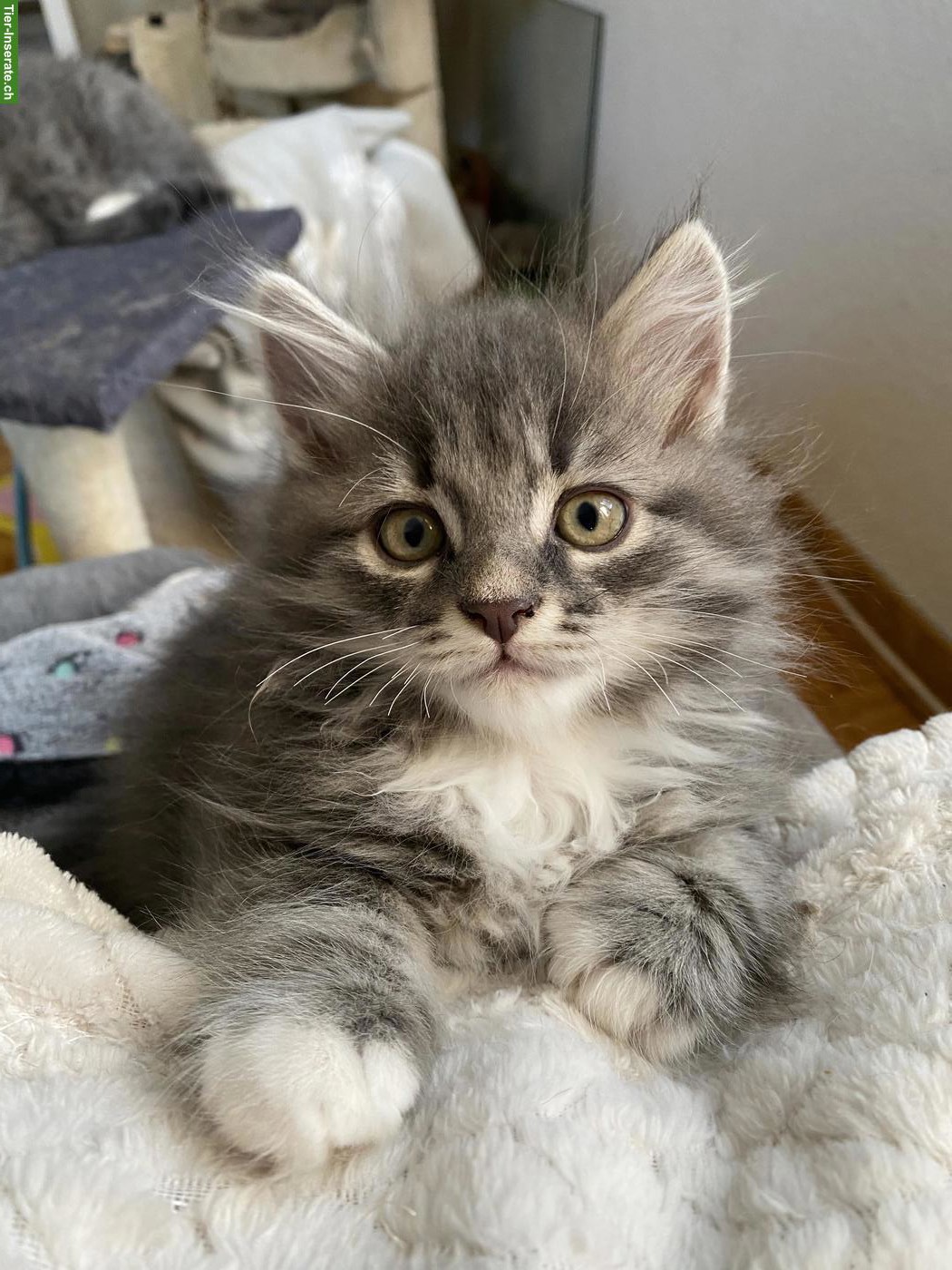 Bild 4: 2 Reinrassige Sibirische Kitten, männlich zu verkaufen