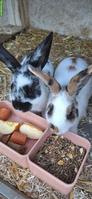 2 Zwergkaninchen, Zwergwidder x Kleinrex
