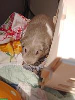 2 süsse Meerschweinchen Weibchen suchen ein Zuhause 🏡
