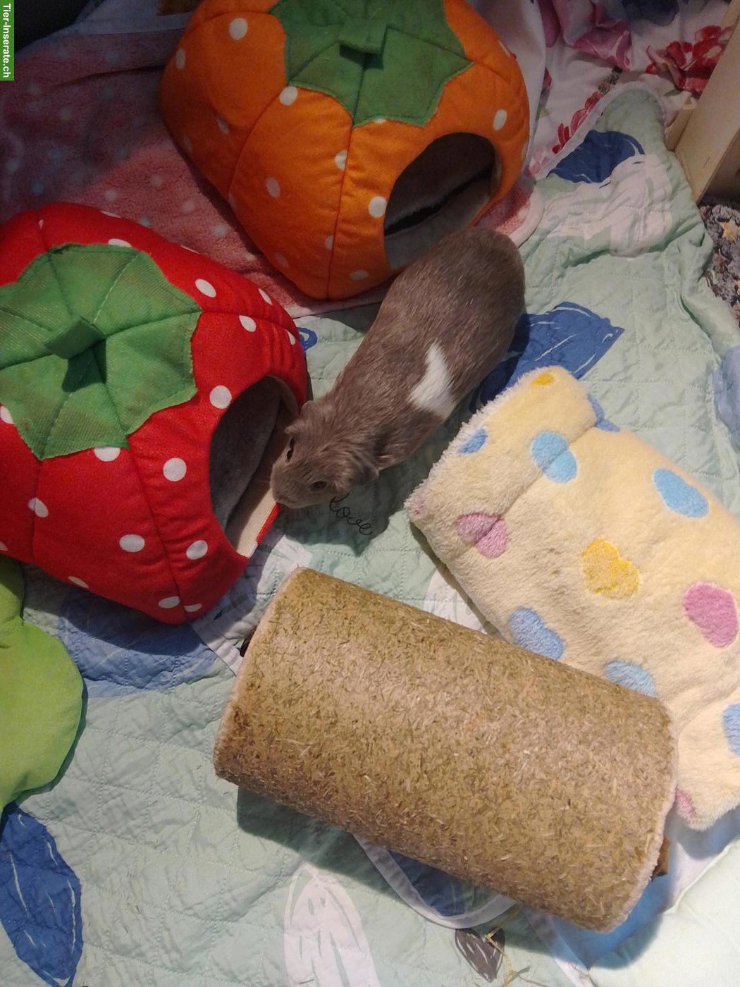 Bild 2: 2 süsse Meerschweinchen Weibchen suchen ein Zuhause 🏡