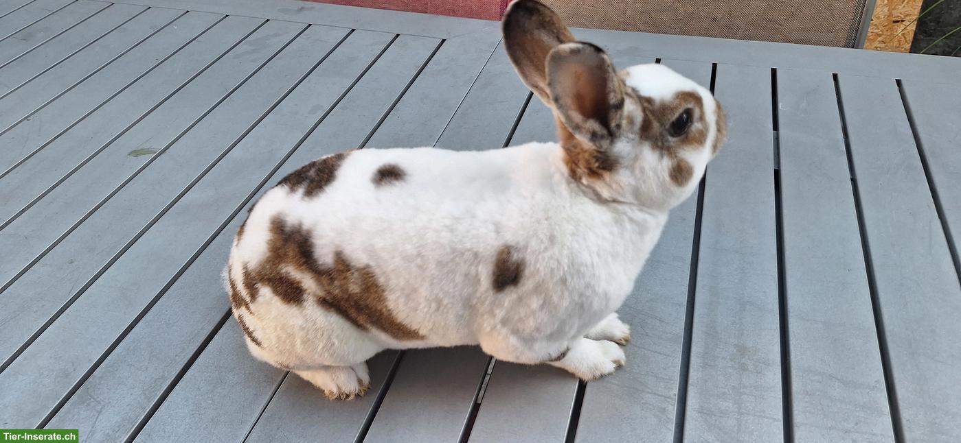 Bild 3: 1-jährige Rex Kaninchen zu verkaufen
