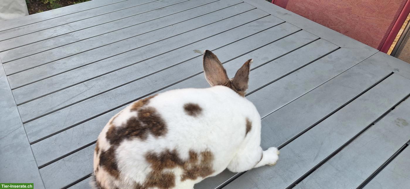 Bild 4: 1-jährige Rex Kaninchen zu verkaufen