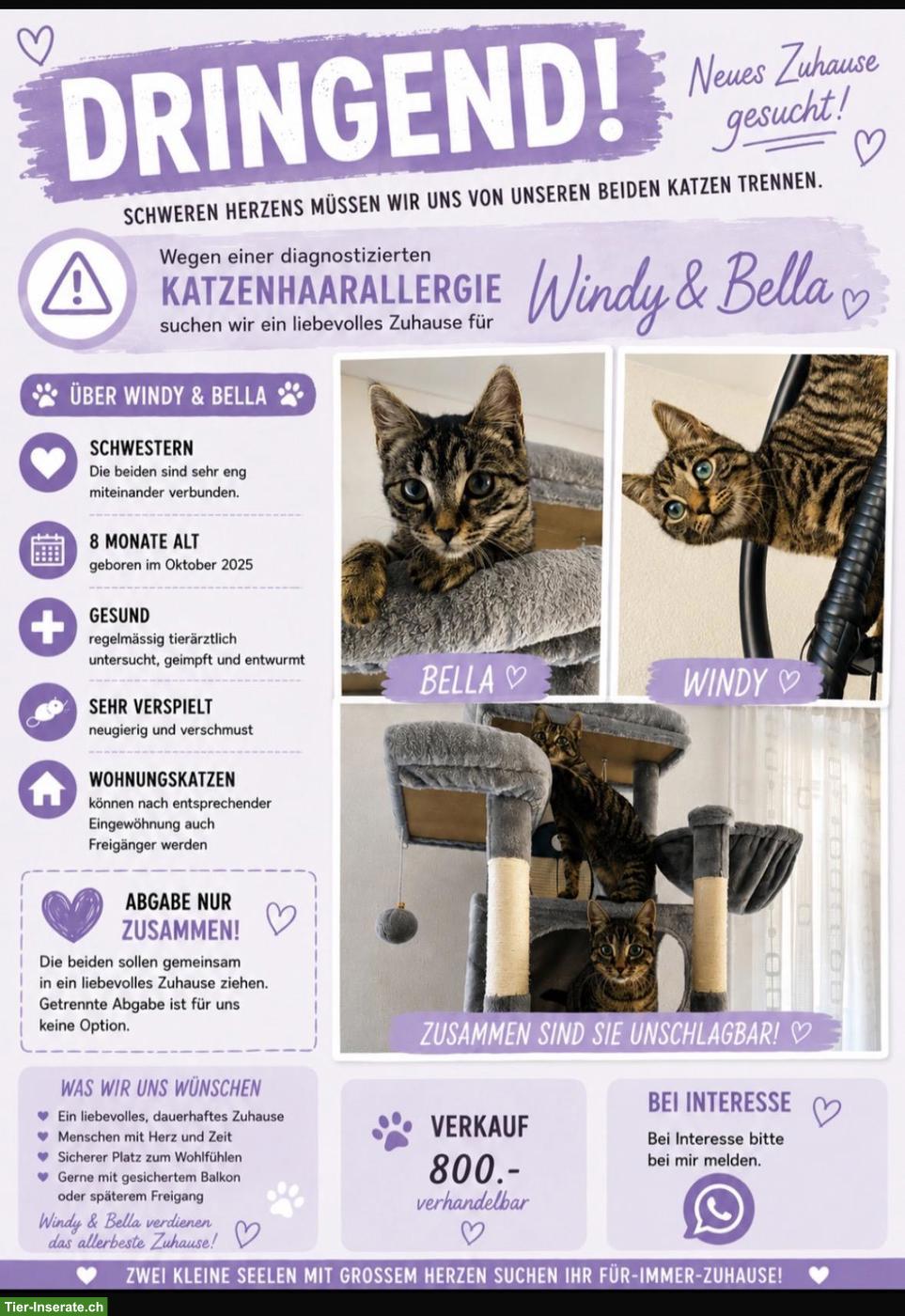 2 Katzen Schwestern suchen ein neues Zuhause