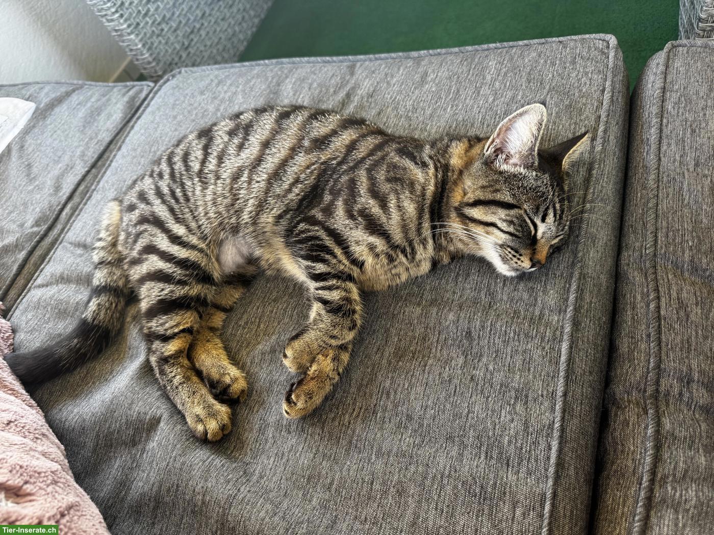 Bild 2: 2 Katzen Schwestern suchen ein neues Zuhause