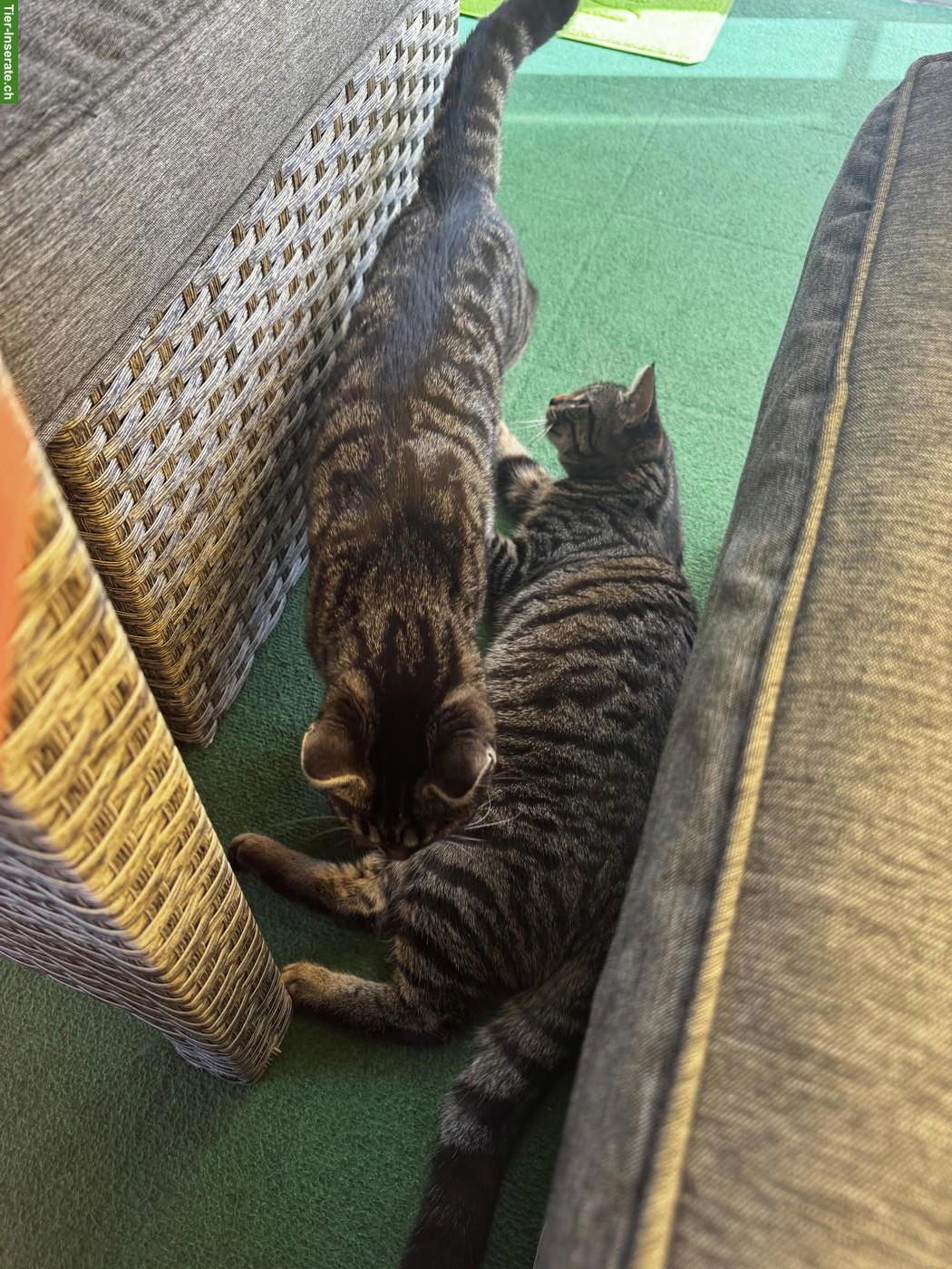 Bild 3: 2 Katzen Schwestern suchen ein neues Zuhause